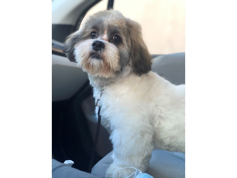 Pet Photo
