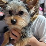Firulais, Yorkie, lost pet near Lake View Terrace, CA