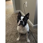 Olliver "Ollie"