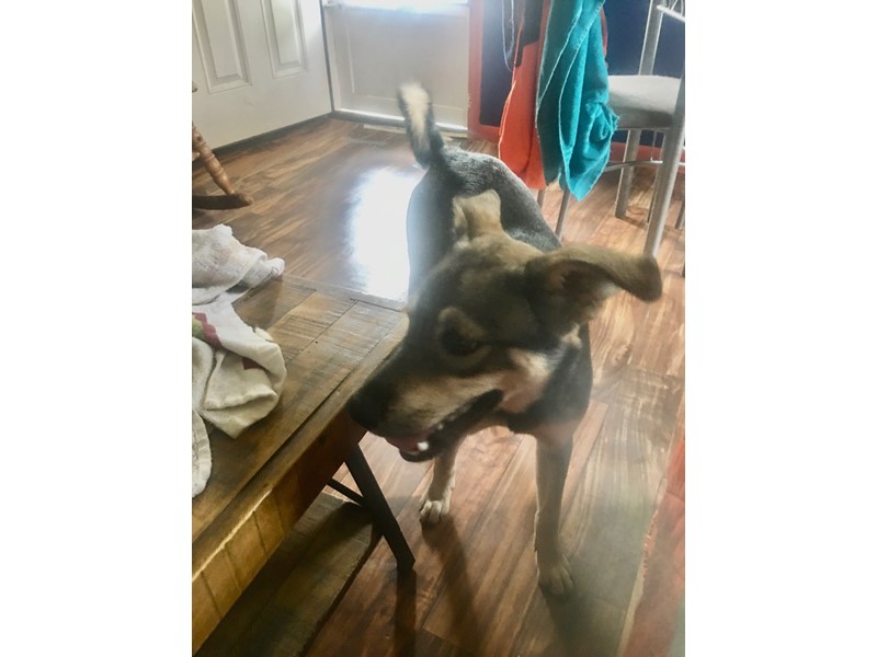 Pet Photo