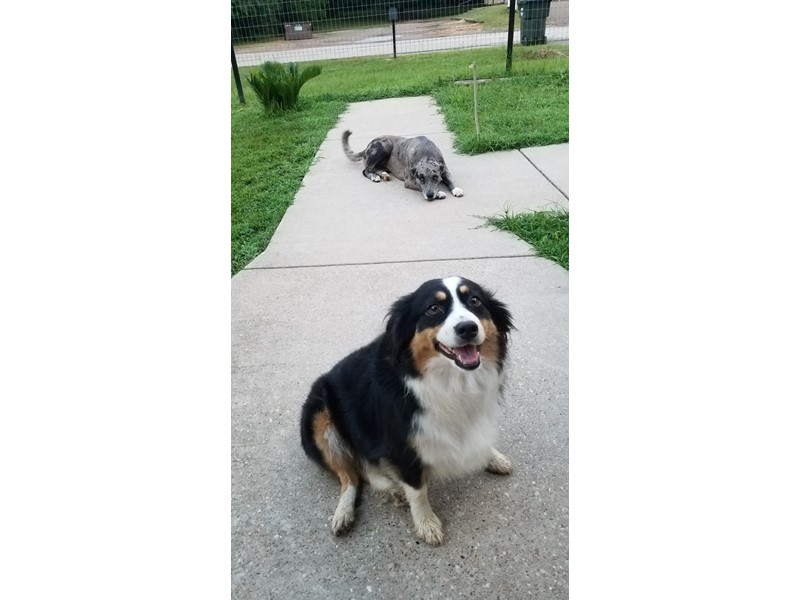 Pet Photo