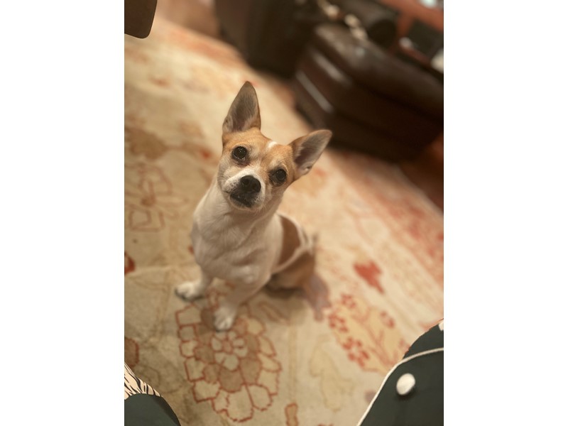 Pet Photo