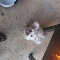 Lost Pet Image