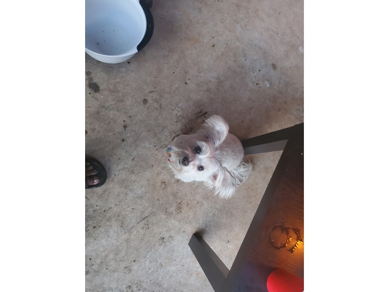 Pet Photo