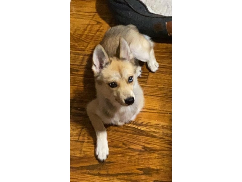 Pet Photo