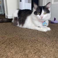 Lost Pet Image