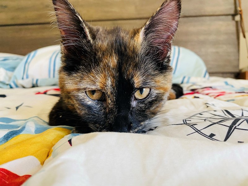 Pet Photo