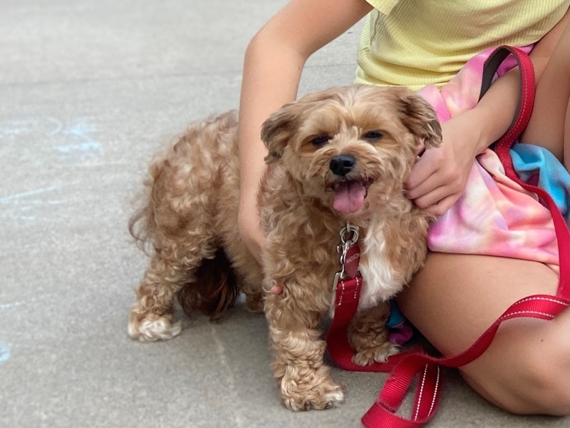 Pet Photo