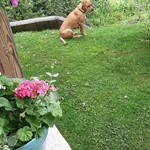 Leo, Australian Cattle Dog, lost pet near Cambridge, VT