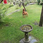 Luna, Australian Cattle Dog, lost pet near Cambridge, VT