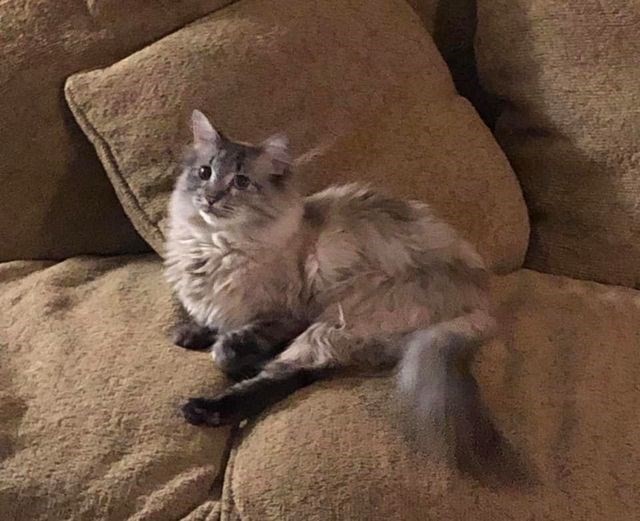 Pet Photo
