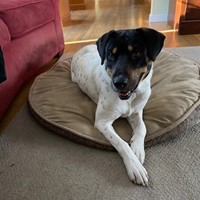 Lost Pet Image