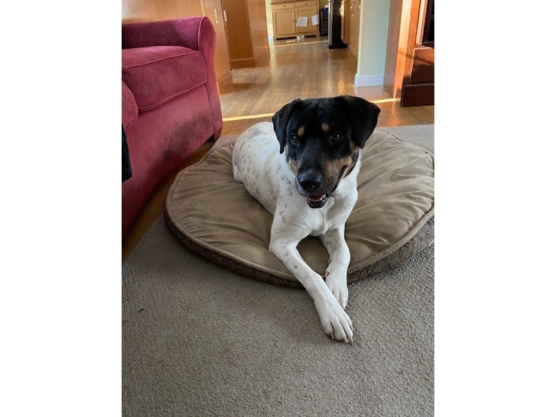 Pet Photo