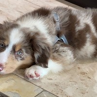 Lost Pet Image