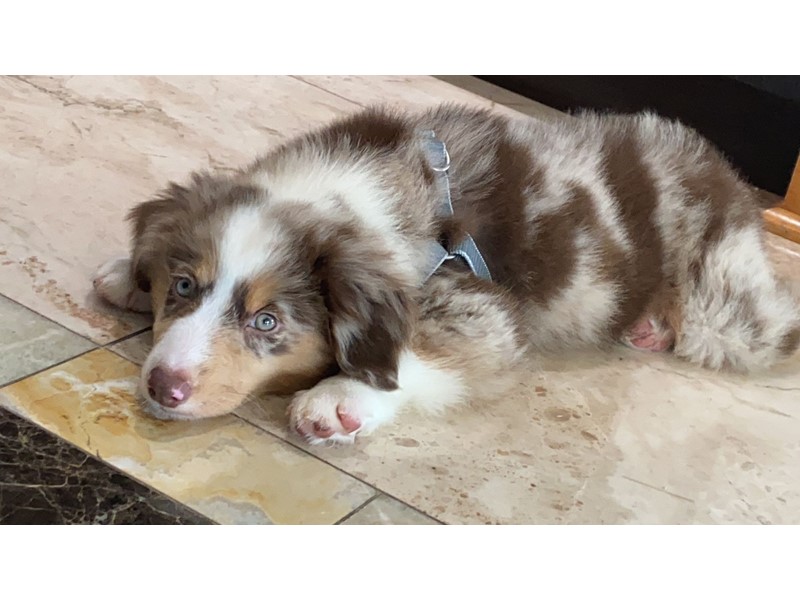 Pet Photo