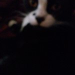 Monroe, Domestic Short Hair/Tuxedo, lost pet near Boring, OR