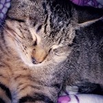 Runtles, Domestic Short Hair/Tabby, lost pet near Gladstone, OR