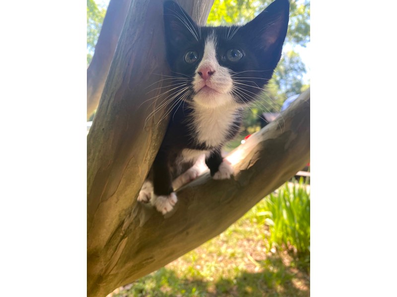 Pet Photo