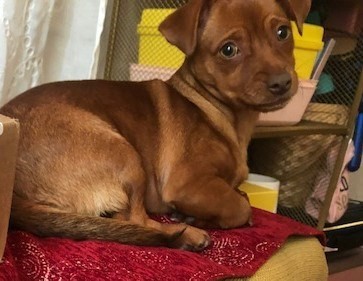 Pet Photo