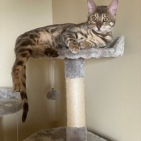 Lost Pet Image