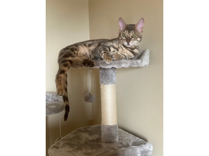 Pet Photo