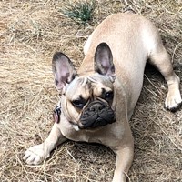 Lost Pet Image