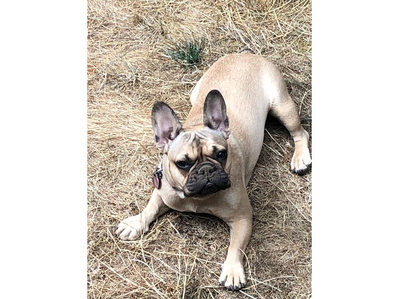 Pet Photo
