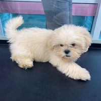 Lost Pet Image