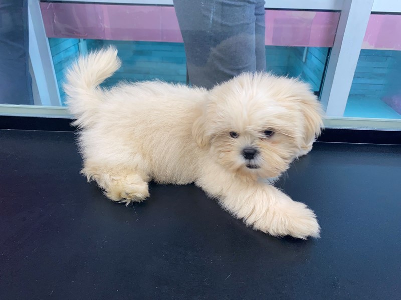 Pet Photo