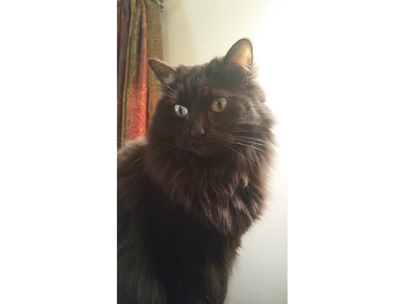 Pet Photo