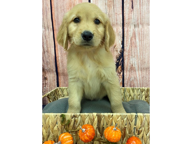 Pet Photo