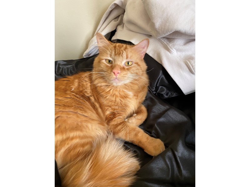 Pet Photo