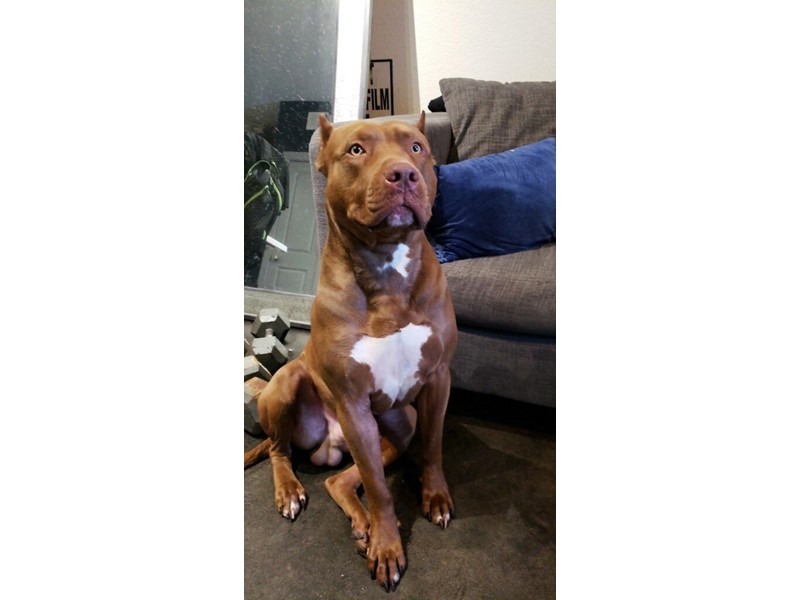 Pet Photo