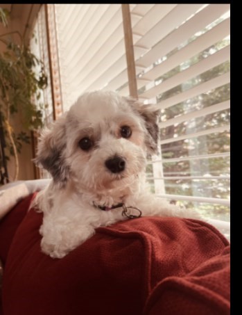 Pet Photo
