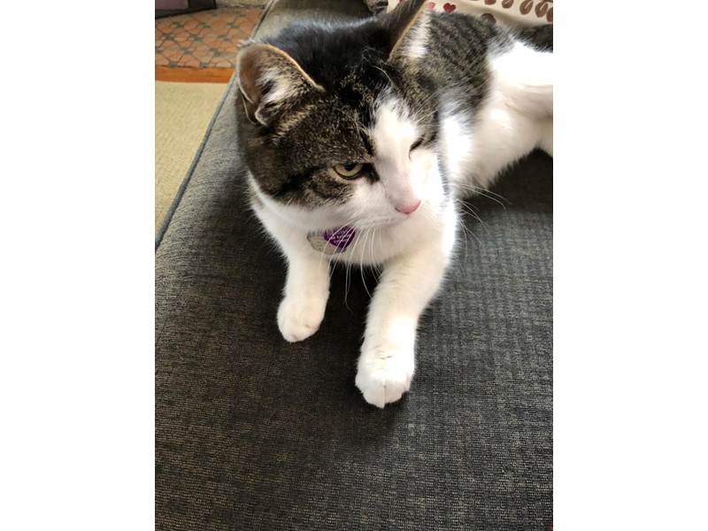 Pet Photo