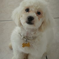 Lost Pet Image