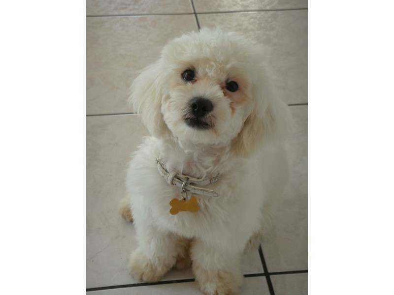 Pet Photo