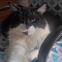 Lost Pet Image