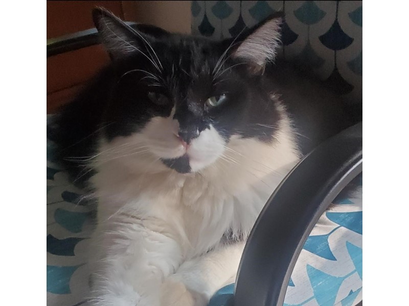 Pet Photo