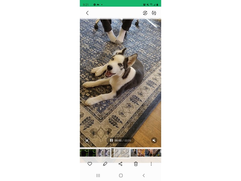 Pet Photo