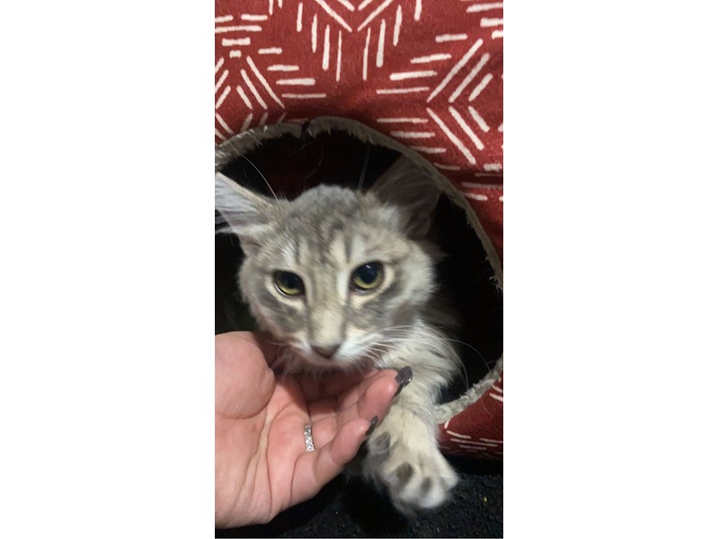 Pet Photo
