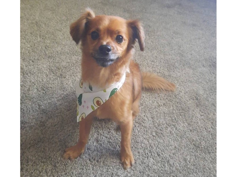 Pet Photo