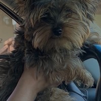 Lost Pet Image