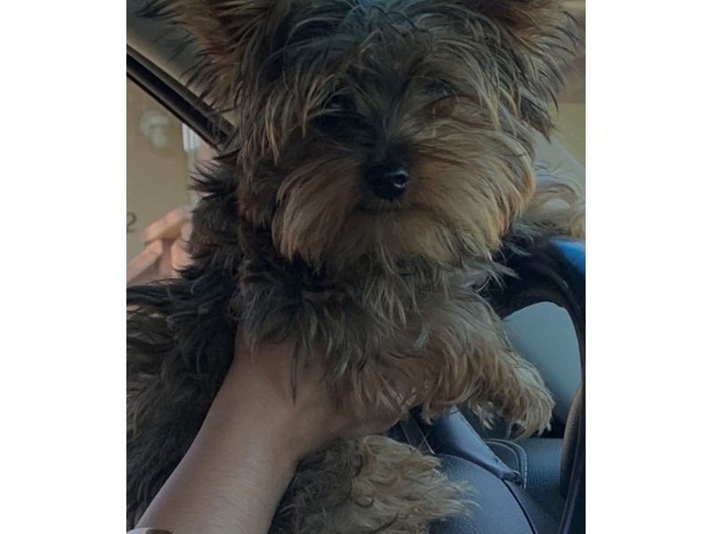 Pet Photo