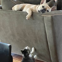 Lost Pet Image
