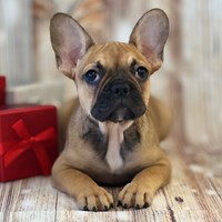 Lost Pet Image