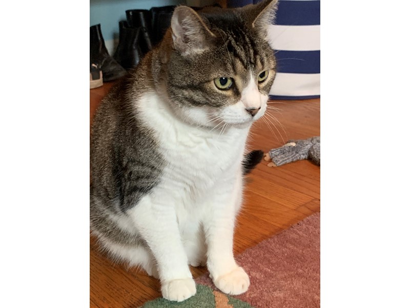 Pet Photo