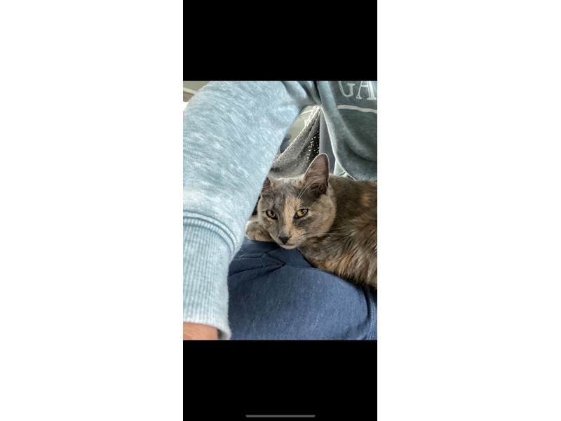 Pet Photo