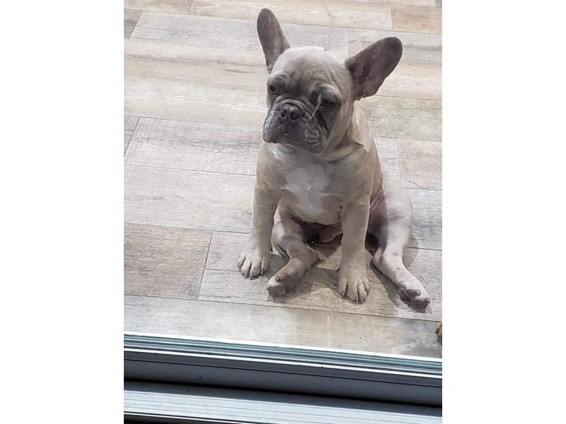 Pet Photo