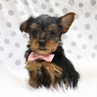 Lost Pet Image